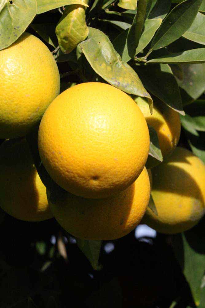              Fruit (Riverside, CA)       